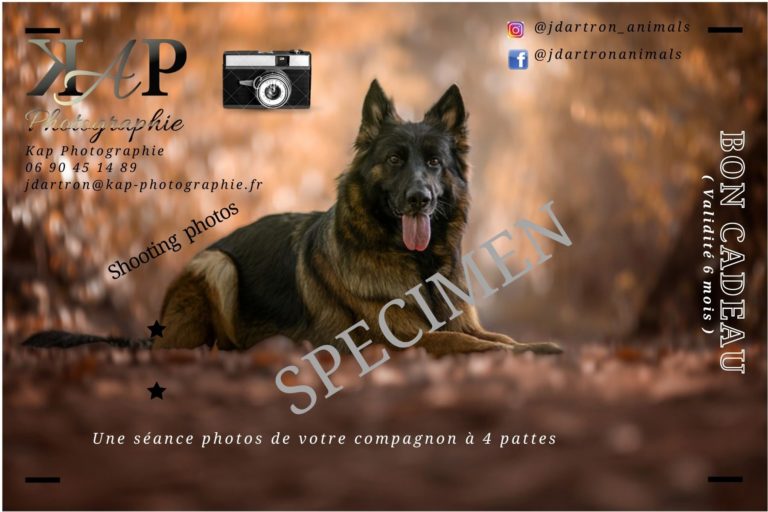 Bon cadeau shooting chien