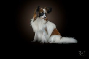 Chien épagneul nain papillon