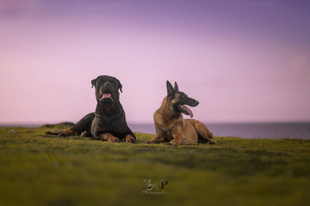 chien rottweiler et malinois