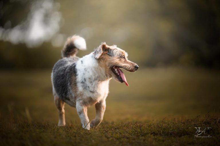 chien caniche qui court