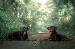 Deux chiens doberman couchés