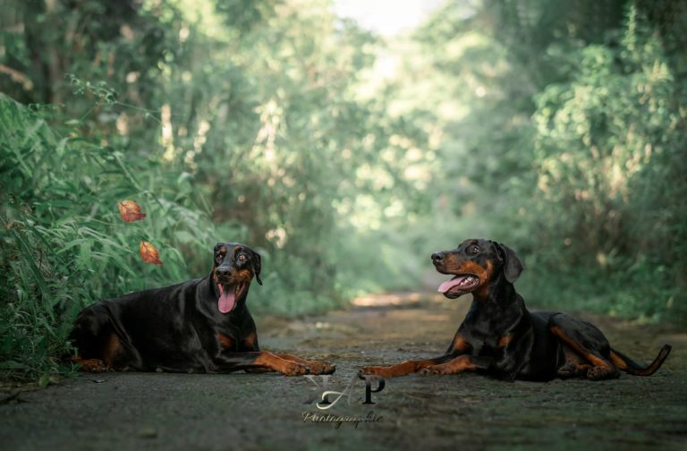 Deux chiens doberman couchés