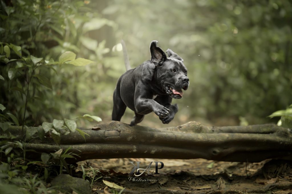 Saut cane corso