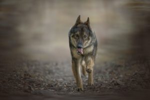 chien altdeutscher schäferhund qui courre