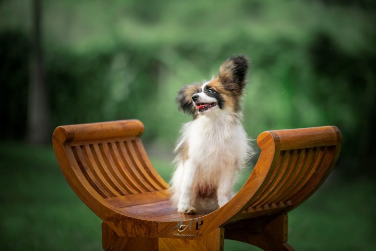 Chien épagneul sur un meuble