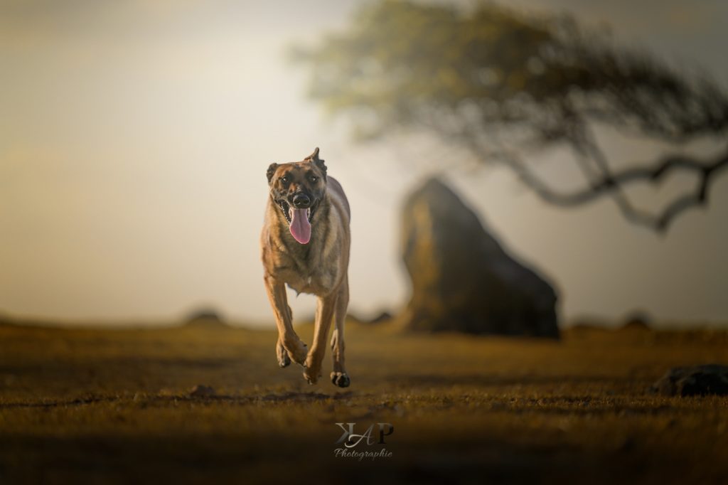 Chien Malinois qui courre sur la plage