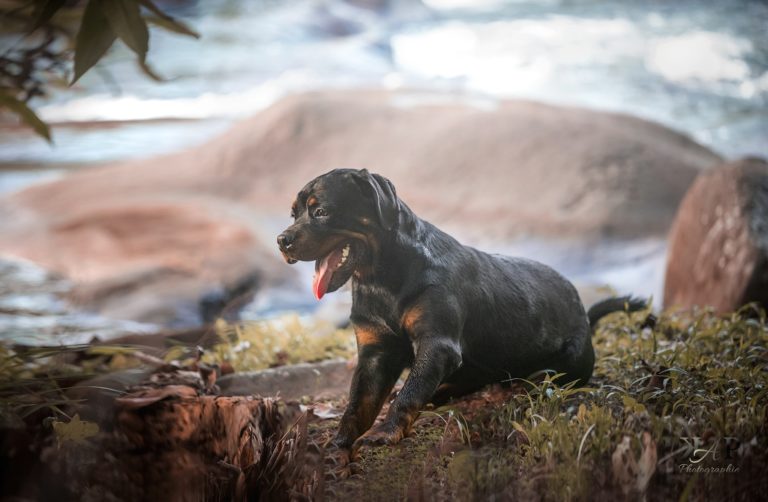 chien Skar rottweiller