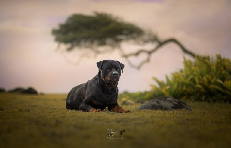 Rottweiler couché