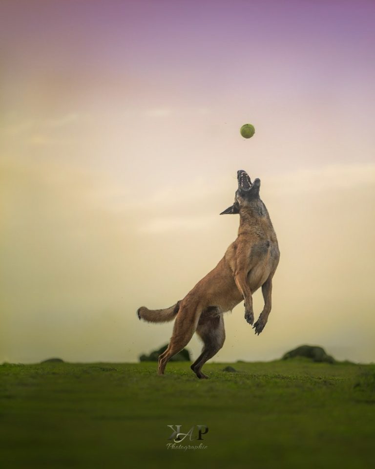 Chien malinois joue avec balle