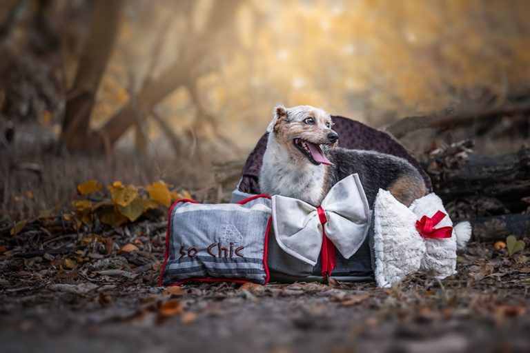 Chien caniche dans son couffin