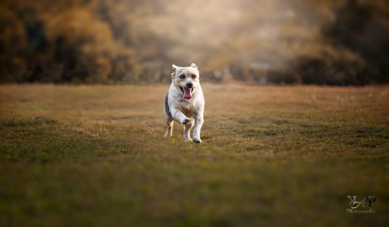 chien caniche qui courre