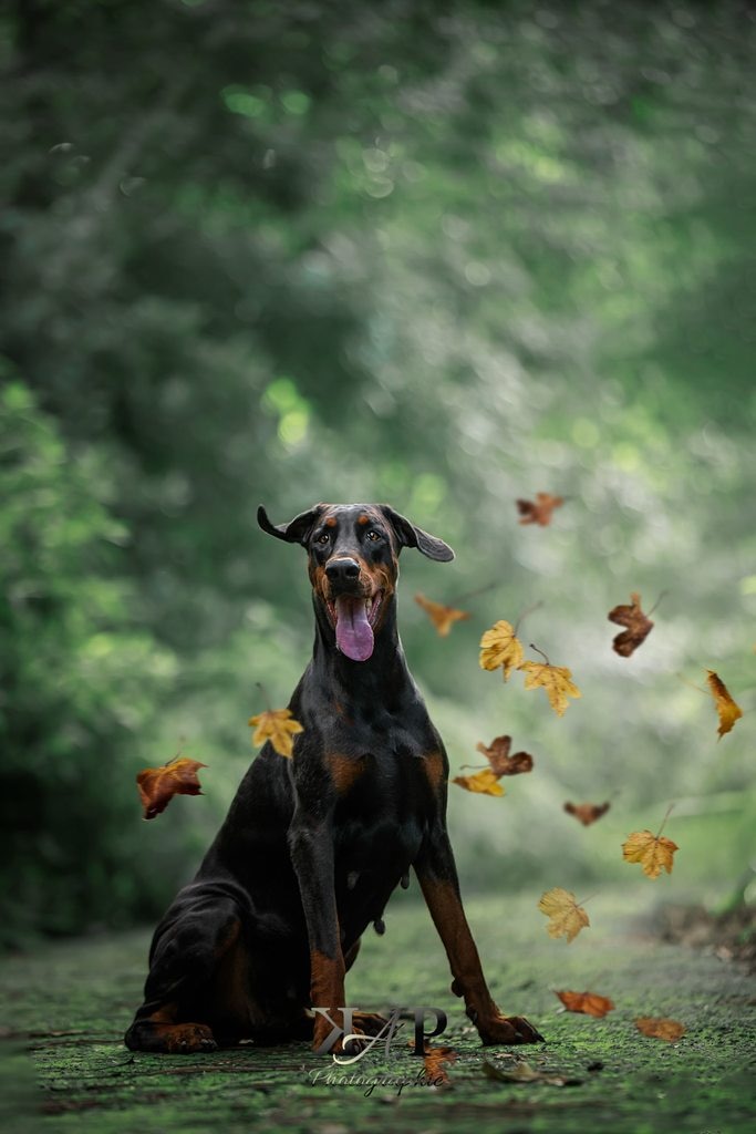 Chien Doberman avec des feuilles