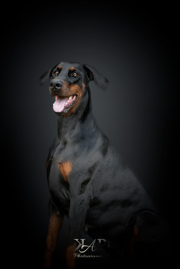 Doberman femelle