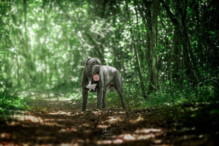 Cane corso debout