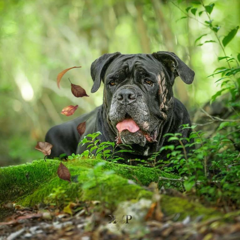 Cane corso couché dans le feuillage