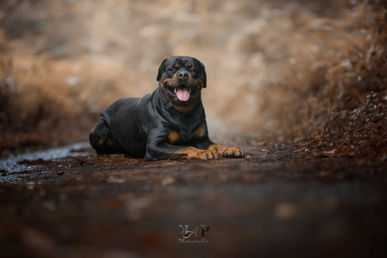 Rottweiler couché