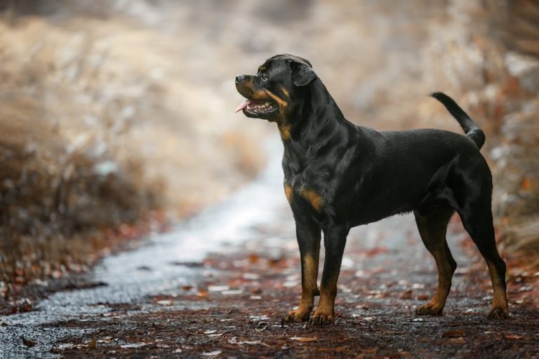 Rottweiler debout