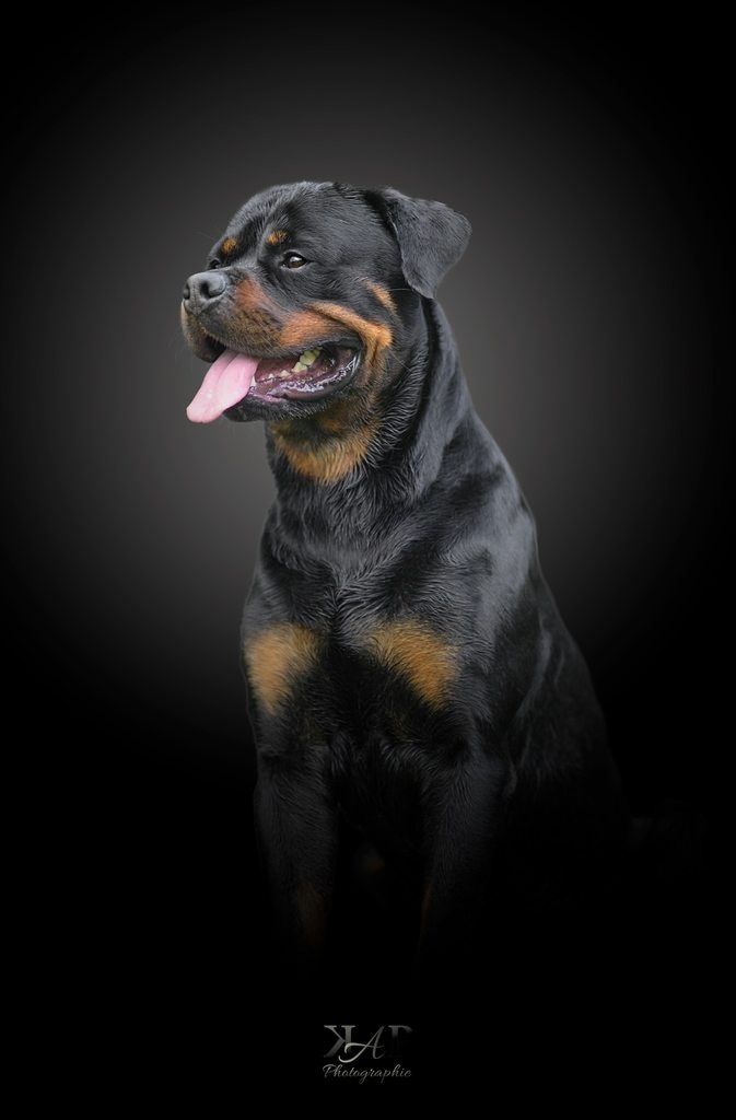 Rottweiler assis