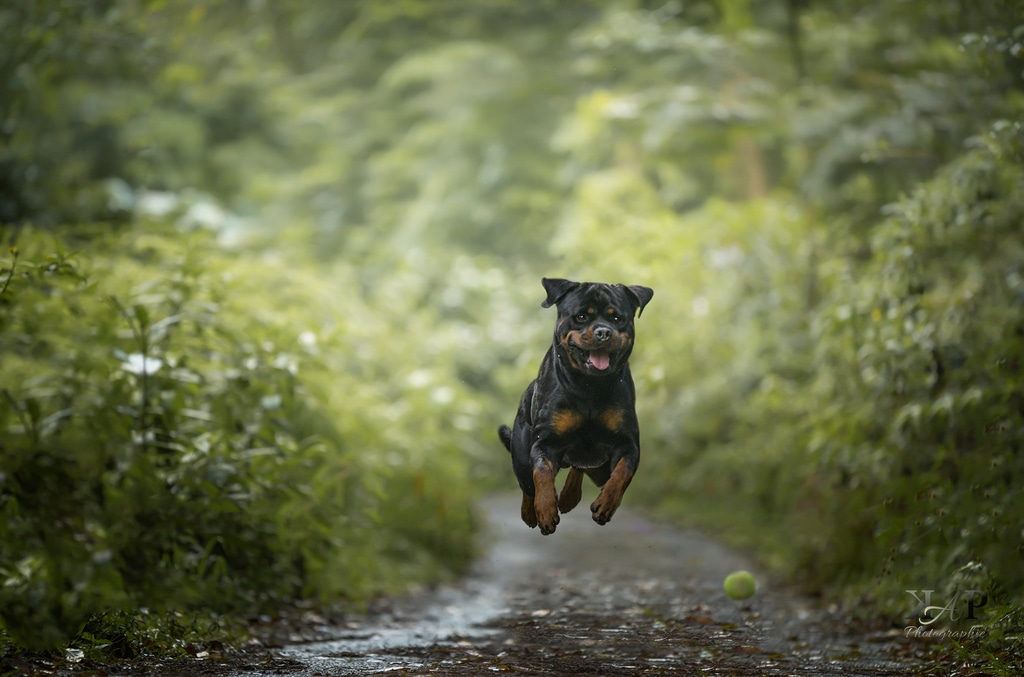 Photo saut chien après une balle