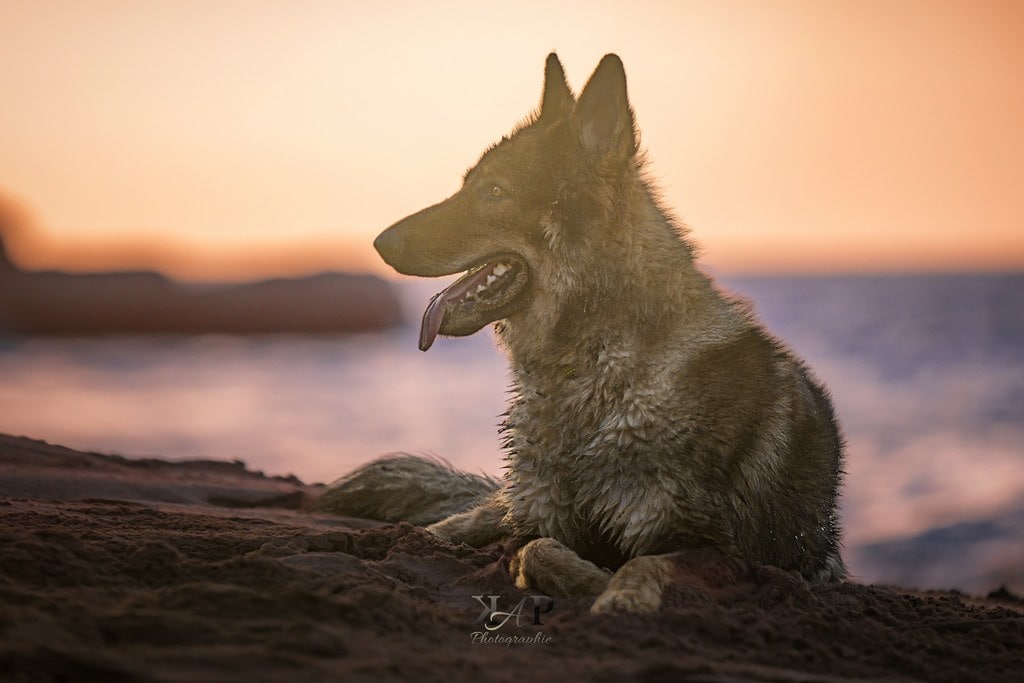 chien altdeutscher schäferhund