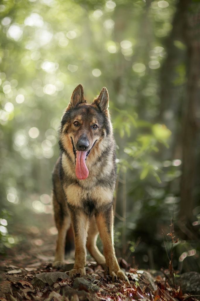 chien altdeutscher schäferhund