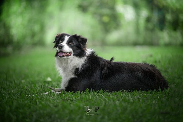 chien border collie couché