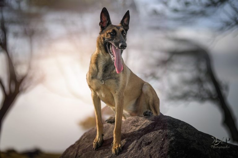 Malinois sur un rocher