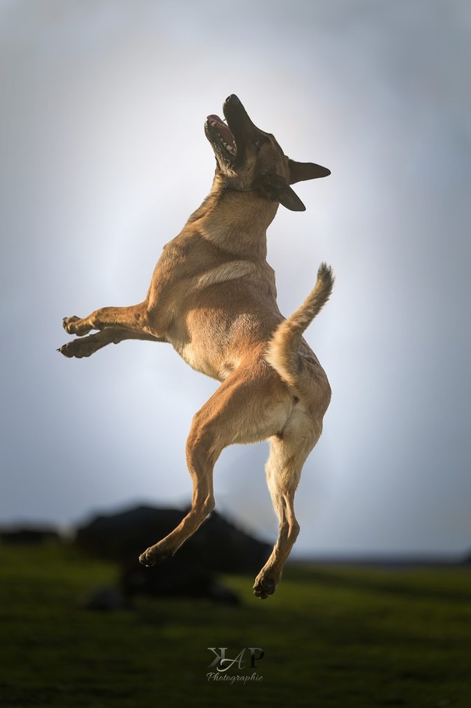 Saut Malinois