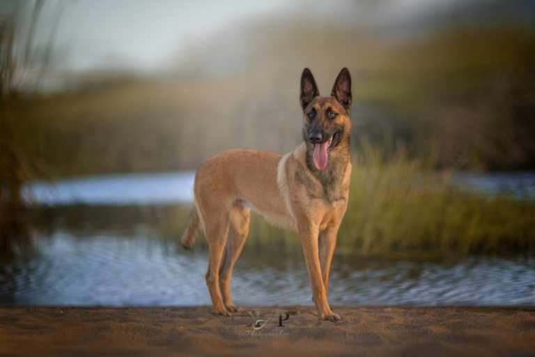 berger belge malinois