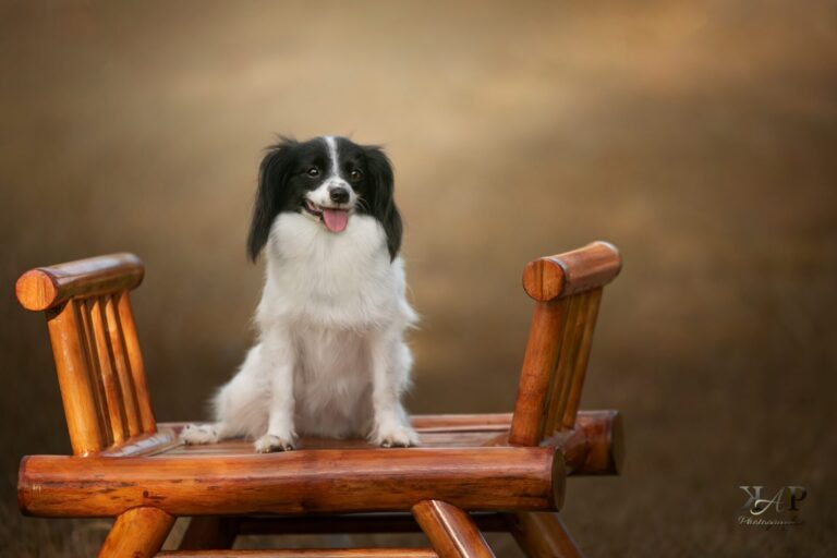 les phalènes Chiens Epagneul nain continental